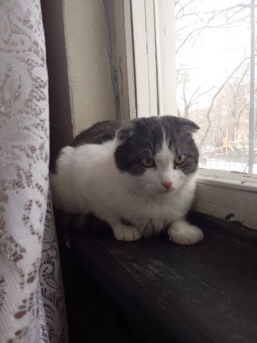 Скоттиш Фолд Продам котенка