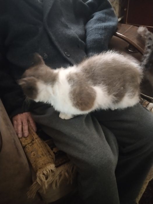 Продаётся котенок 7 месяцев!