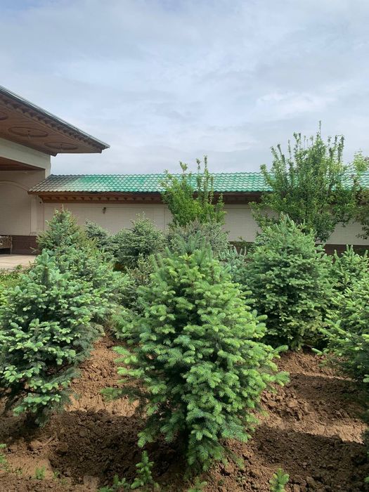 Archa srochno sotiladi