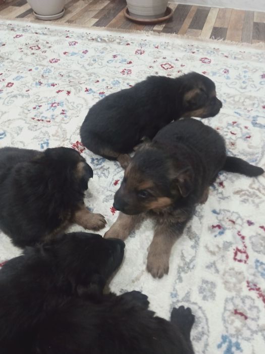 Продам щенков немецкой овчарки