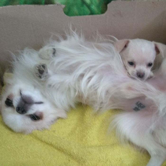 Чихуахуа ищет невесту