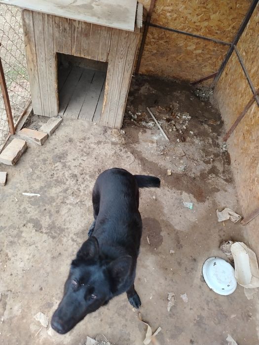 Немецкая овчарка