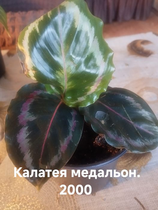 Продам комнатные растения Калатеи на