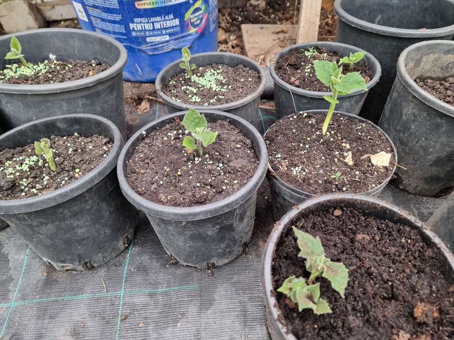 Vand   radacini paulownia  Z07 si Shantong (lichidare stoc )