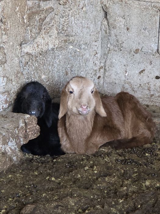 Egiz tugʻgan qŏy sotiladi