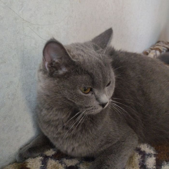 Отдам кошечку в хорошие руки