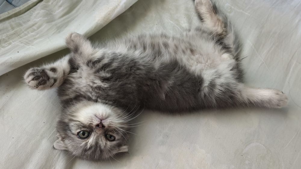 Шотландские котята