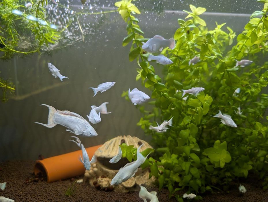 Моллинезия велифера платина