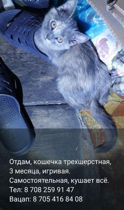 Отдам хороших котят в добрые руки