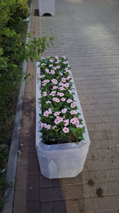 Gullar optim narxda  viloyatlarga dastafka xizmatimiz xam bor