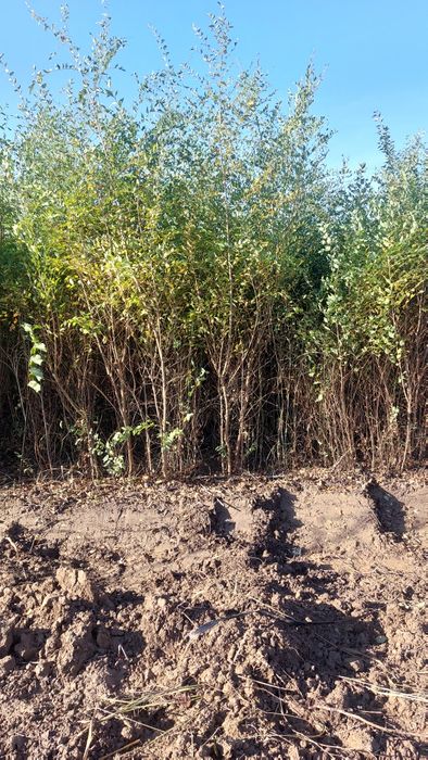 Қарағаш көшеттері