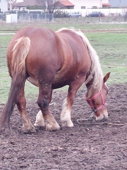 Vand iapa sarga de 3 ani jumare!