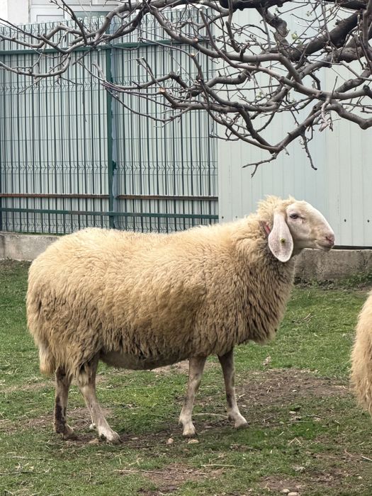Vindem miei, berbecuti,oi, berbeci bergamasca