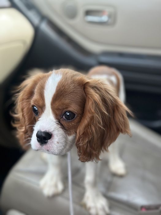 Продается щенок Кавалер Кинг Чарльз Спаниель