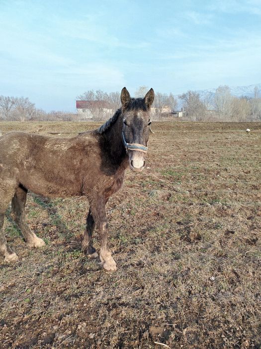 Продам кобылку полутяж