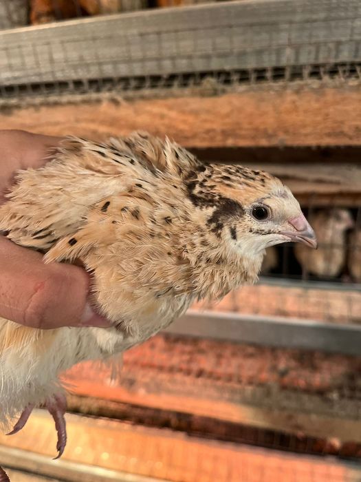 Перепелки несушки