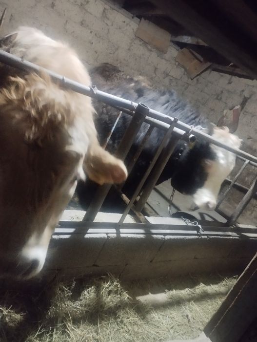 Продам бычки срочно