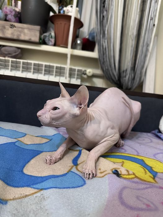 Канадский сфинкс-кошка