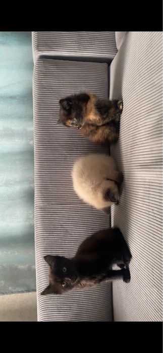 Отдам котят в добрые руки