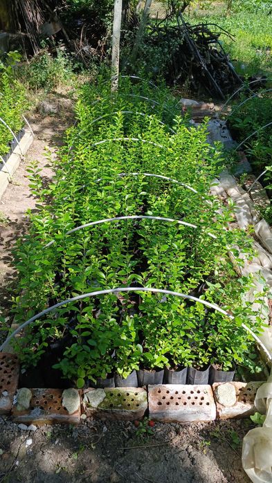 лигуструм в контейнер