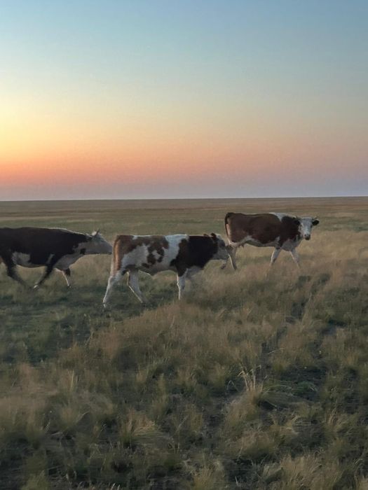 Подсос бұзаулар сатам