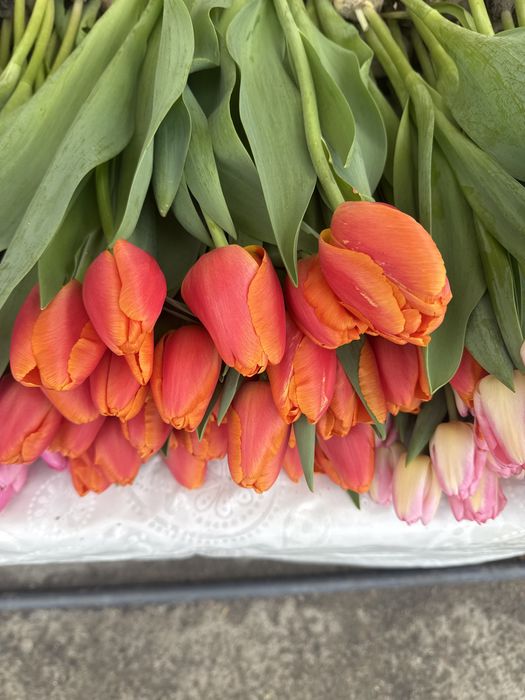 Тюльпаны к 8 марта