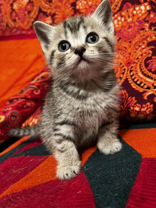 Котенок скотиш страйтт