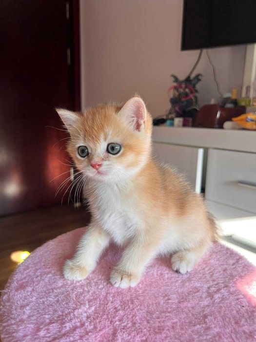 Băiețel jucaus british shorthair golden chinchilla!