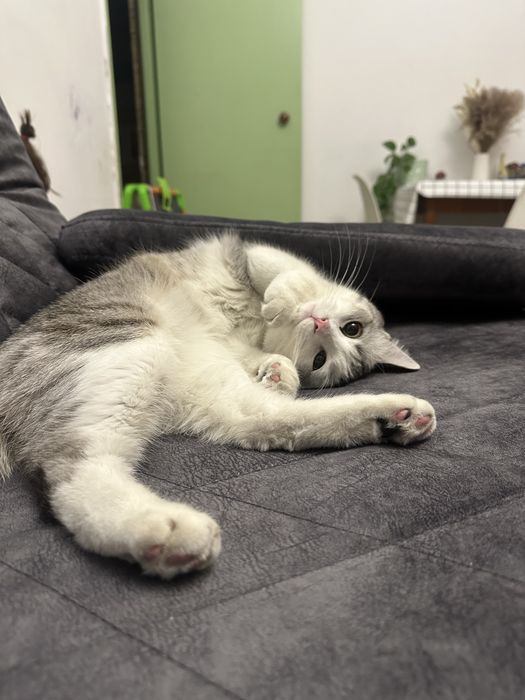 Отдам кота в добрые руки .