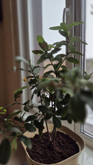 Лавровый куст, лавр благородный