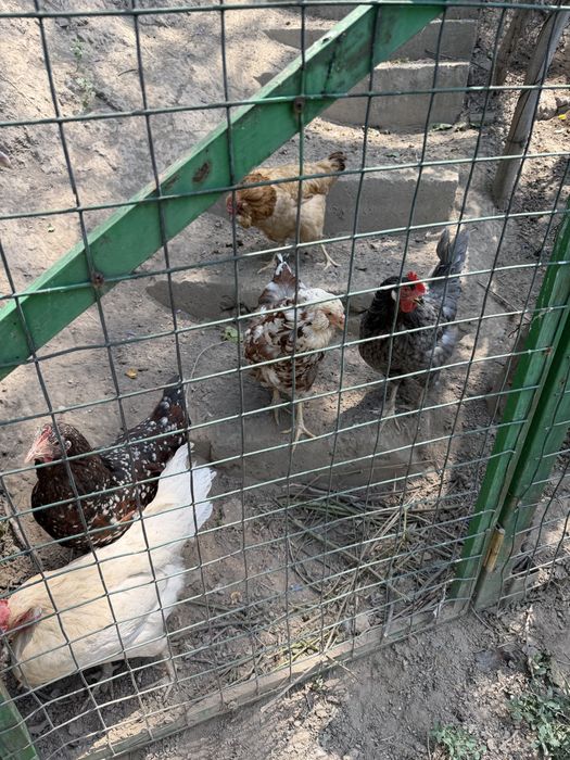 Продам домашних курей