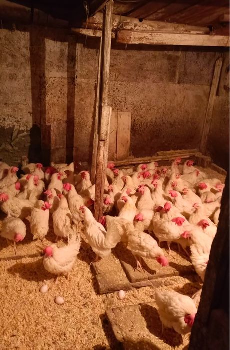 Куры поросята с доставкой до дома