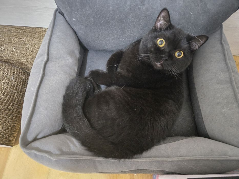 Шотландский кот, скоттиш страйт.
