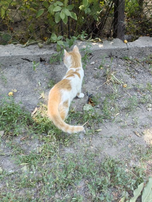 Котёнок мальчик ищет дом!