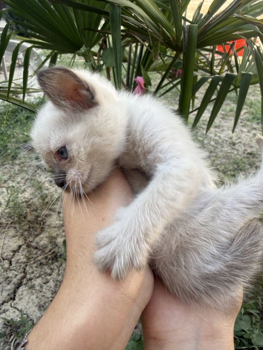 Сиамский котенок