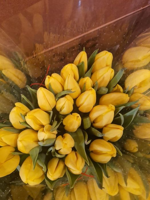 ТЮЛЬПАНЫ 700 ТГ. Доставка.