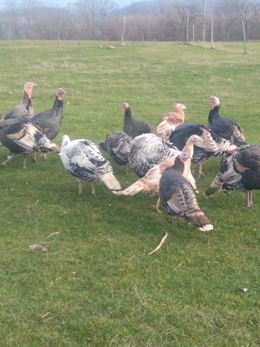 Vand curcani crescuti cu cereale