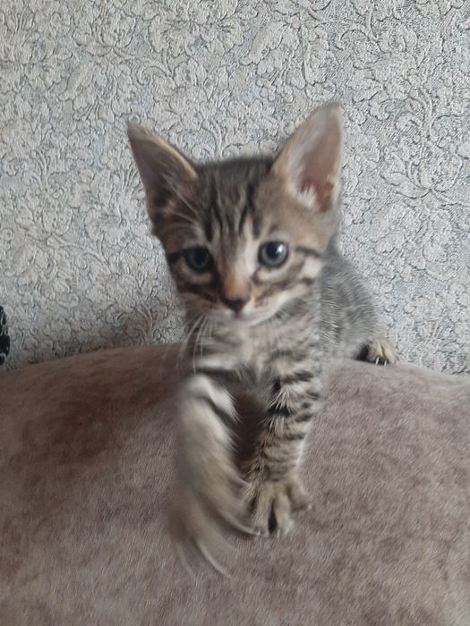 Котёнок мальчик -в добрые руки
