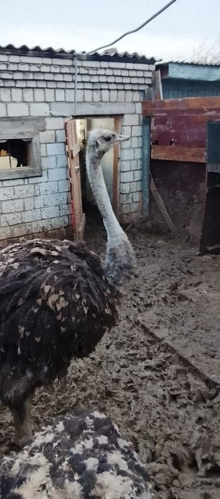 Страус Түйеқұс бағасы 350 мың