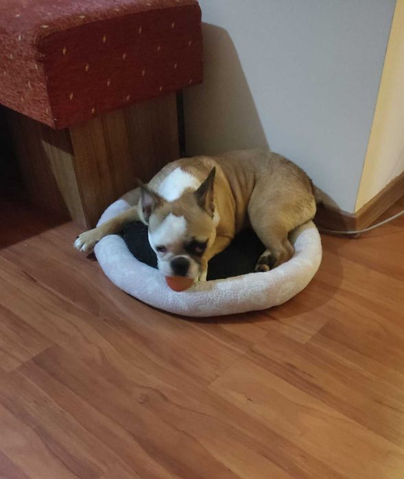 Френски   булдог