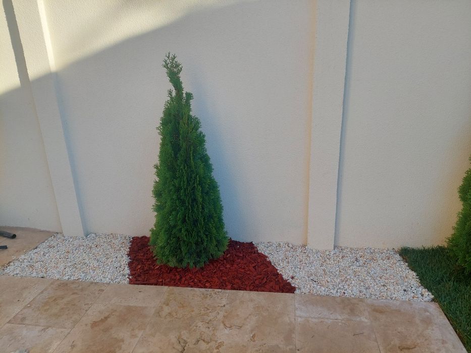 Amenajări grădini gazon și plante ornamentale