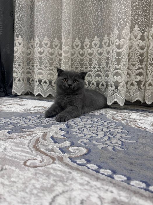 Продаётся котенок