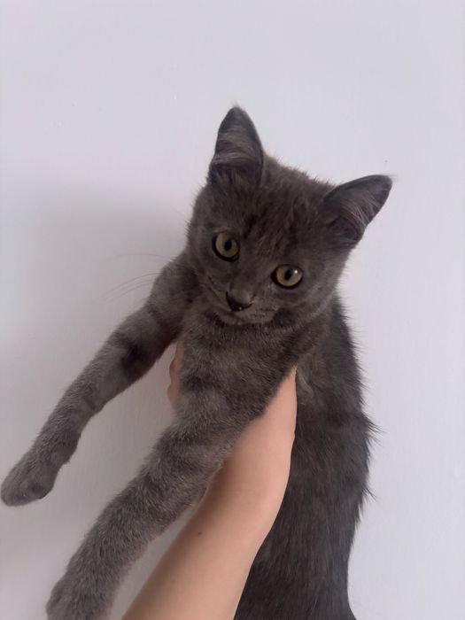 Отдам котёнка-мальчика в добрые ручки