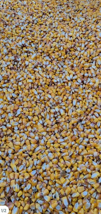 Porumb băgat în saci de 30kg