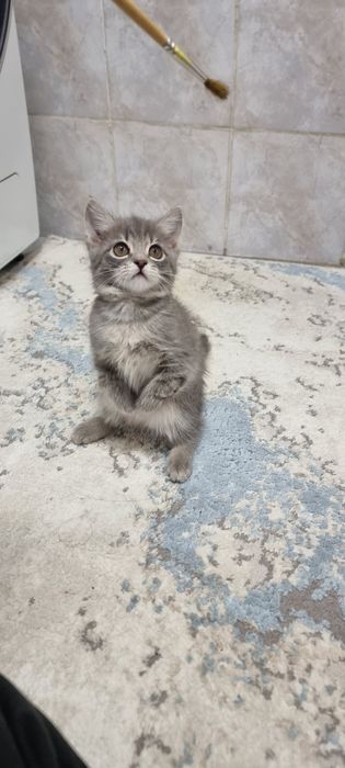 Котёнок 3 месяца