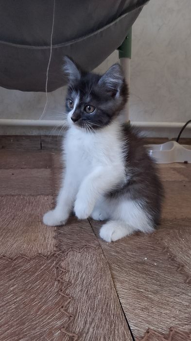 Продается котенок Страйт