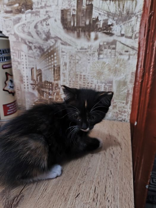 Отдам котят в добрые руки