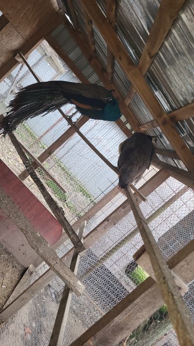 Pereche pauni maturi