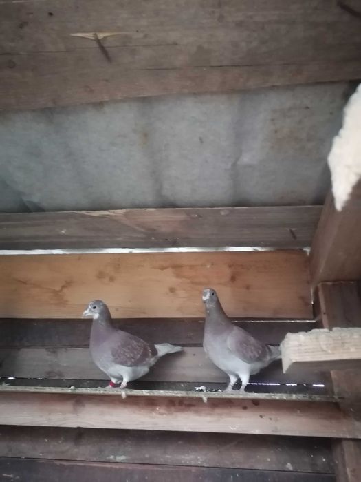 Porumbei voiajori rosi