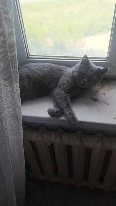 Потерялся кот ,дачи